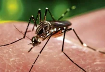 Baguio City, pasok sa Top 10 ng 2026 Galing Pook Awards dahil sa anti-dengue program
