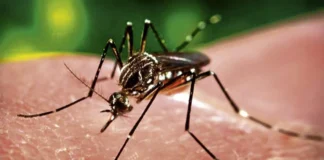 Baguio City, pasok sa Top 10 ng 2026 Galing Pook Awards dahil sa anti-dengue program