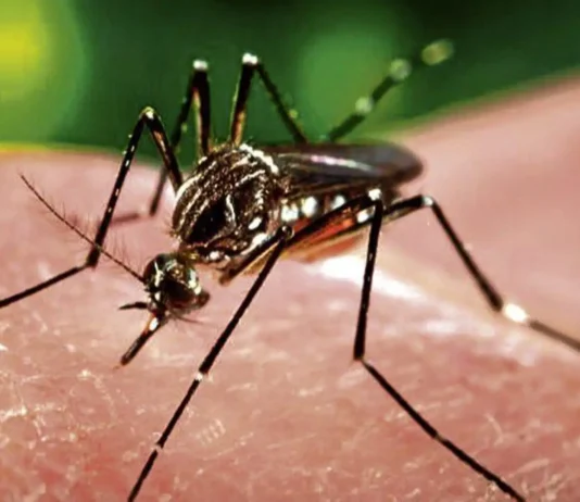 Baguio City, pasok sa Top 10 ng 2026 Galing Pook Awards dahil sa anti-dengue program