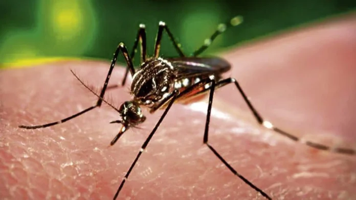 dengue