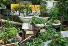 Panangipatungpal iti Urban Farming, maidagdagadag iti Kamara