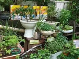 Panangipatungpal iti Urban Farming, maidagdagadag iti Kamara