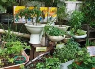 Panangipatungpal iti Urban Farming, maidagdagadag iti Kamara