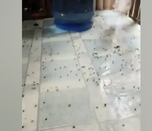 Fly infestation sa Brgy Los Angeles, Butuan City, mimenos na