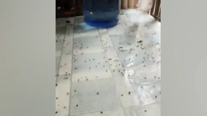 Fly infestation sa Brgy Los Angeles, Butuan City, mimenos na