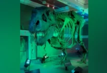 Fossilized skeleton sa dinosaur nga si Jodi, nasubasta sa kantidad nga ₱2.7 bilyon