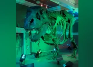Fossilized skeleton sa dinosaur nga si Jodi, nasubasta sa kantidad nga ₱2.7 bilyon