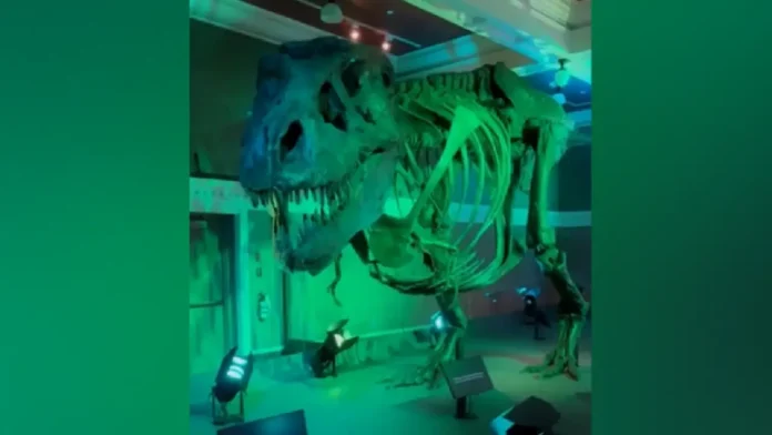 Fossilized skeleton sa dinosaur nga si Jodi, nasubasta sa kantidad nga ₱2.7 bilyon