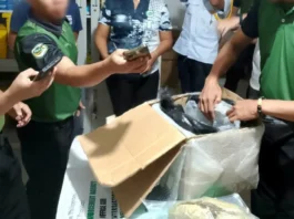 Halos ₱1-M nga kantidad sa marijuana, nakumpiska sa Surigao City ug Nasipit, Agusan del Norte