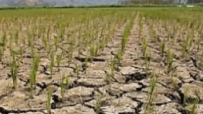 Pagkunhod sa produksyon sa Palay, posibleng molansang sa kapin Uno milyones ka Metric Tons sa katapusang quarter sa tuig