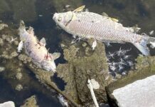 BFAR 10 naghatag og kasegurohan nga luwas sa fish kill ang mga kadagatan ug fishpond sa rehiyon
