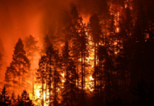 Bosnia and Herzegovina apektado sa lapad nga forest fire