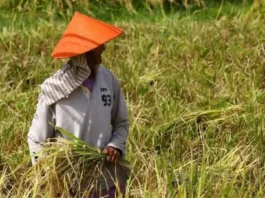 Pag-peak sa El Niño, Muluntad Hangtod Tuig 2027 Matod sa OCD-10