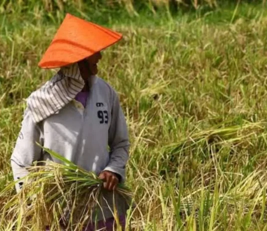 Pag-peak sa El Niño, Muluntad Hangtod Tuig 2027 Matod sa OCD-10