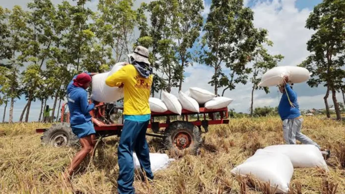 nfa-rice-from-lokal-farmers-1