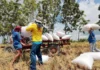 Purong lokal nga humay gikan sa mga mag-uuma ug de-kalidad nga bugas, gipagawas sa National Food Authority Region 10