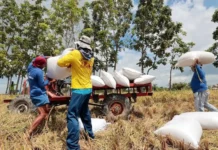 Purong lokal nga humay gikan sa mga mag-uuma ug de-kalidad nga bugas, gipagawas sa National Food Authority Region 10
