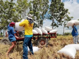 Purong lokal nga humay gikan sa mga mag-uuma ug de-kalidad nga bugas, gipagawas sa National Food Authority Region 10