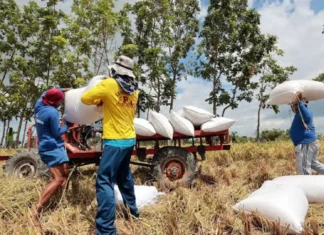 Purong lokal nga humay gikan sa mga mag-uuma ug de-kalidad nga bugas, gipagawas sa National Food Authority Region 10