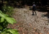 Plano sa gobyerno sa Super El Niño, gisaway sa mga mag-uuma
