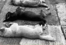 Kapin sa 120 ka iro na-rescue sa Barangay Adlaon Pito patay, Lima pa ka iro patay usab sa Guadalupe;Mayor Rama pa-imbestigahan ang mga insidente sa ‘animal cruelty’