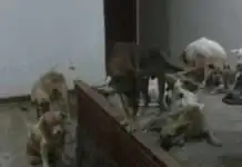 Kapin sa 120 ka mga iro gituohang giabandonar, napalgan sa Barangay Adlaon:Pito niini patay na