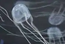 Bureau of Fisheries and Aquatic Resources in Central Visayas gitambagan ang mga beachgoers nga magmatngon sa mga jellyfish