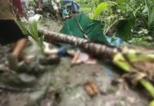 Usa ka 16-anyos nga batang lalaki patay human naigo sa punoan sa lubi atol sa pagbunok sa uwan sa lungsod sa Sogod