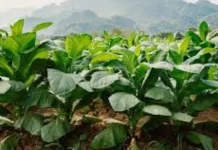 Produksyon ng tabako, gipausbaw produksiyon