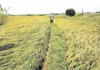PBBM, misaad nga tapuson ang pag-apod-apod sa yuta ubos sa Agrarian Reform Program sa dili pa matapos ang iyang termino