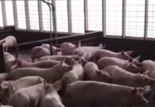 Pork Holiday, gipalugway pa ug usa ka adlaw isip panawagan sa import ban sa nasud
