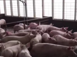 Pork Holiday, gipalugway pa ug usa ka adlaw isip panawagan sa import ban sa nasud