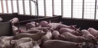 Pork Holiday, gipalugway pa ug usa ka adlaw isip panawagan sa import ban sa nasud