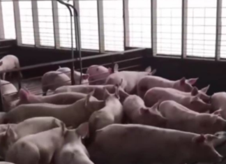 Pork Holiday, gipalugway pa ug usa ka adlaw isip panawagan sa import ban sa nasud