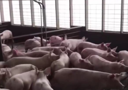 Pork Holiday, gipalugway pa ug usa ka adlaw isip panawagan sa import ban sa nasud
