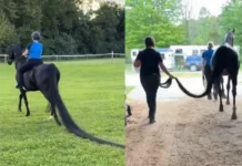Kabayo sa Estados Unidos, nagkatala og Guinness World Record tungod sa taas nga ikog