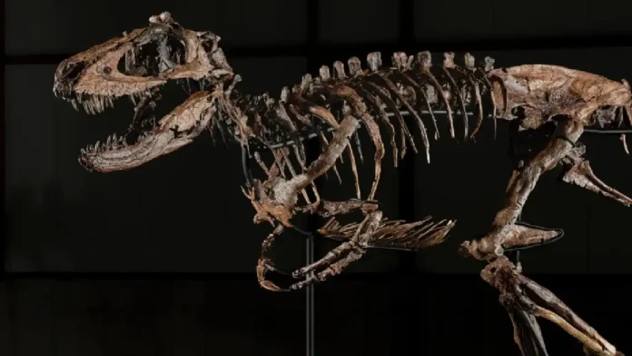 Nanotyrannus