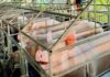 DA, imbestigahan ang kontrobersyal nga Pork Importation sa nasud