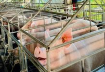 DA, imbestigahan ang kontrobersyal nga Pork Importation sa nasud
