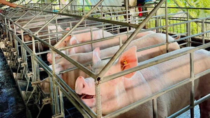 PORK
