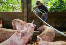 Philippine hog raisers, nanawagan alang sa pagpataas sa taripa sa mga imported nga karne