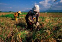FFF, nasubo sa budget insertion sa DA alang sa Farm to Market Road nga tua sa dagat ang coordinates ug plano sa pagtukod