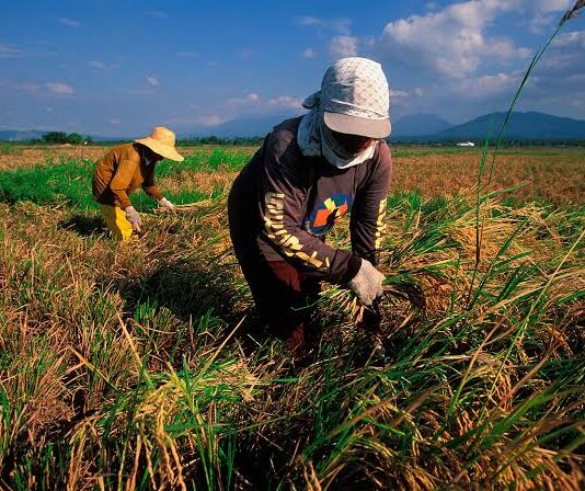 FFF, nasubo sa budget insertion sa DA alang sa Farm to Market Road nga tua sa dagat ang coordinates ug plano sa pagtukod