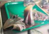 1.25 kilo nga stingray, nasakmit sa Inawayan Public Market