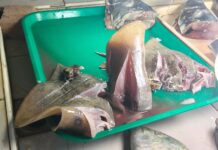 1.25 kilo nga stingray, nasakmit sa Inawayan Public Market