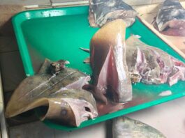 1.25 kilo nga stingray, nasakmit sa Inawayan Public Market