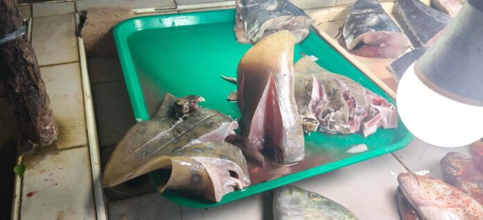 stingray