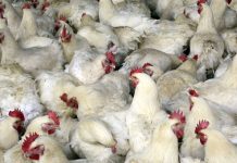 Department of Agriculture (DA) namahagi ng mga alagang manok sa mga hog raisers na apektado ng African Swine Fever (ASF) sa Pangasinan