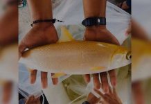 Ikatlong “golden bangus” nalambat sa isang fishpond sa Pangasinan