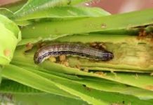 Kinatatakutang fall army worm ng mga magsasaka sa bayan ng Asingan, naging common pest na din sa kalapit na munisipalidad